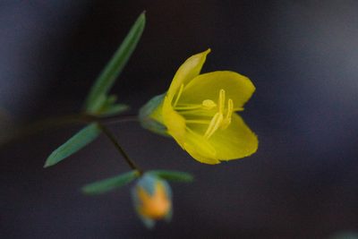 Linum breweri, photographed by Ken-ichi Ueda