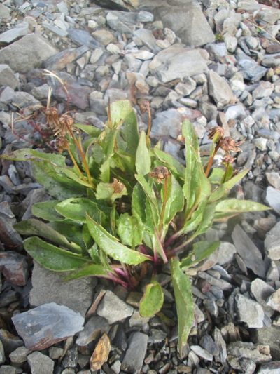Senecio neowebsteri, photographed by Nolan Exe