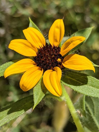 Helianthus bolanderi, photographed by Alex Heyman