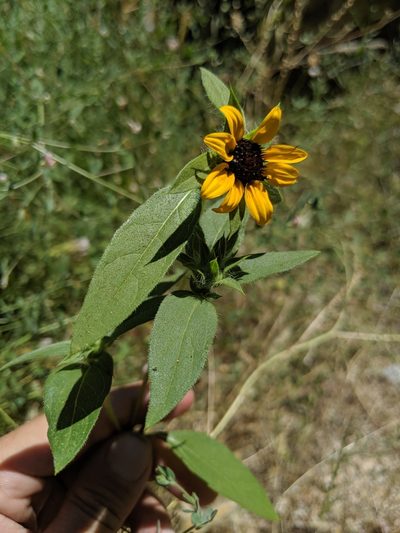 Helianthus bolanderi, photographed by Alex Heyman