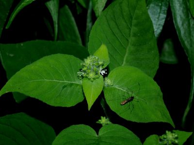 Circaea cordata, photographed by Jacy Chen