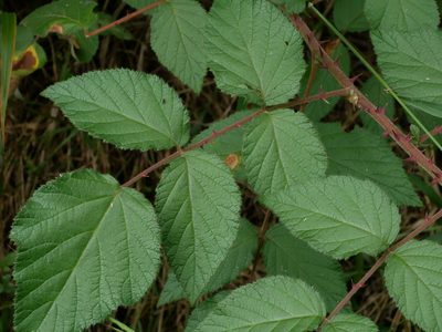 Rubus parviaraliifolius, photographed by Jacy Chen