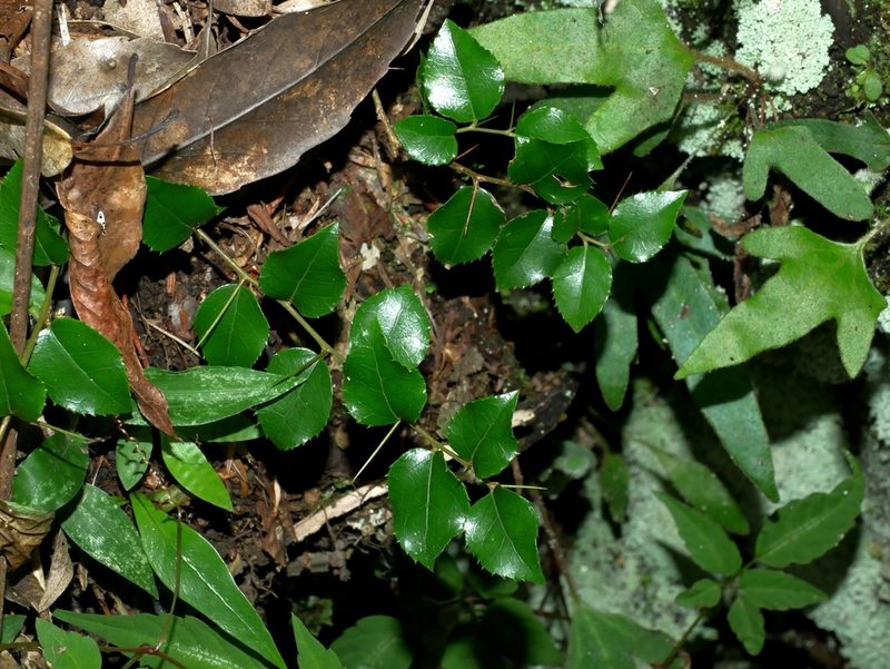 Xylosma congesta, photographed by Jacy Chen