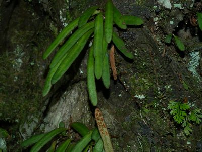 Pyrrosia linearifolia, photographed by Jacy Chen