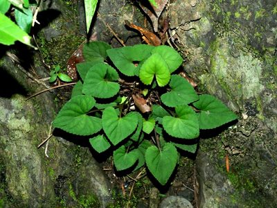 Viola senzanensis, photographed by Jacy Chen