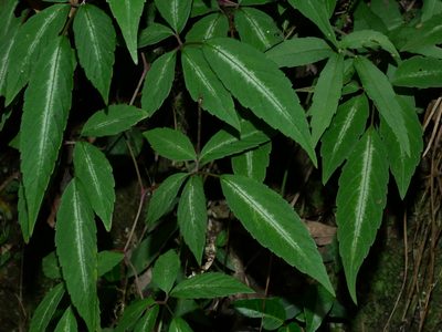 Pseudocayratia pengiana, photographed by Jacy Chen