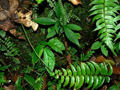 Polystichum lepidocaulon, photographed by Jacy Chen