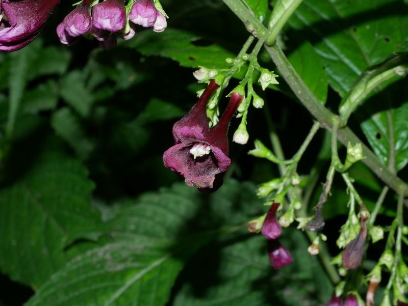 Chelonopsis deflexa, photographed by Jacy Chen