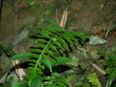 Asplenium wrightii, photographed by Jacy Chen
