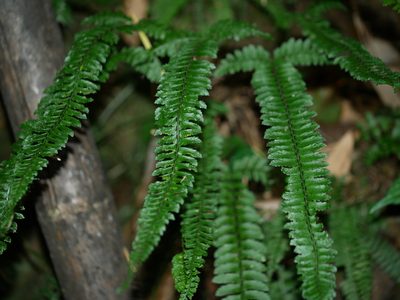 Polystichum hancockii, photographed by Jacy Chen