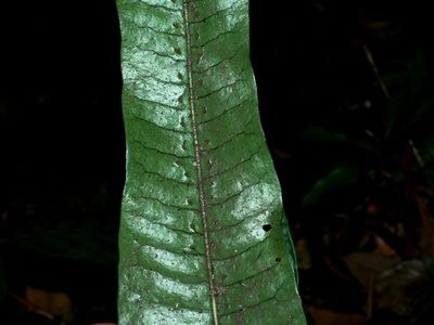 Lepisorus ensatus, photographed by Jacy Chen