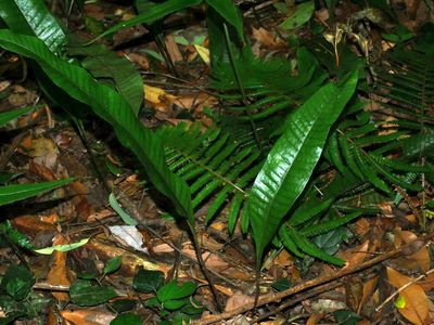 Lepisorus ensatus, photographed by Jacy Chen