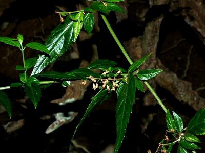Teucrium bidentatum, photographed by Jacy Chen