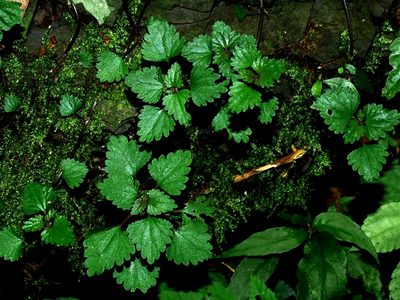 Nanocnide japonica, photographed by Jacy Chen
