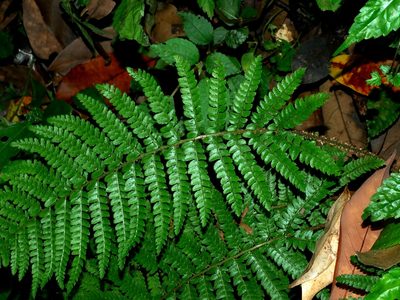 Polystichum parvipinnulum, photographed by Jacy Chen