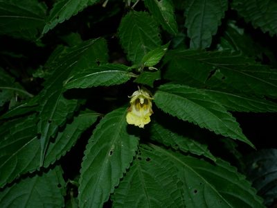 Impatiens tayemonii, photographed by Jacy Chen