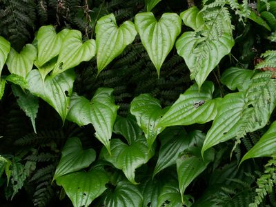 Dioscorea collettii, photographed by Jacy Chen