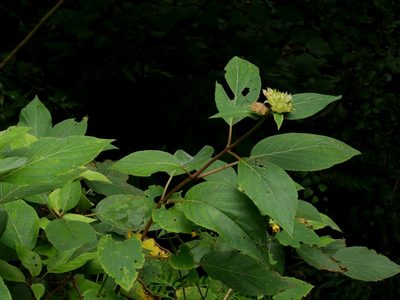 Hydrangea aspera, photographed by Jacy Chen