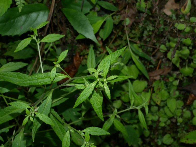 Carpesium minus, photographed by Jacy Chen