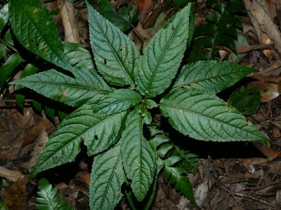 Mercurialis leiocarpa, photographed by Jacy Chen