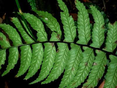 Diplazium wichurae, photographed by Jacy Chen
