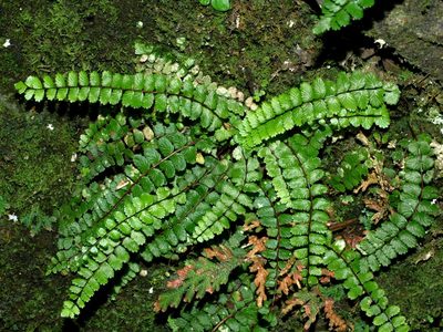 Asplenium tripteropus, photographed by Jacy Chen