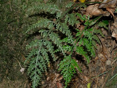 Asplenium ritoense, photographed by Jacy Chen