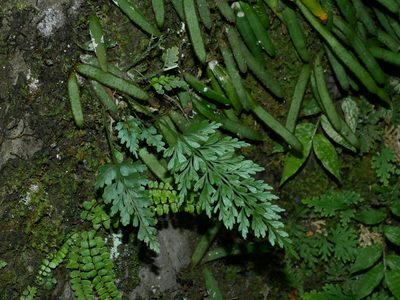 Asplenium wilfordii, photographed by Jacy Chen