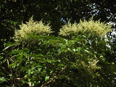 Meliosma rhoifolia, photographed by Jacy Chen
