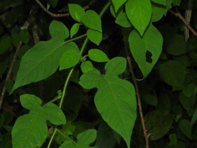 Solanum lyratum, photographed by Jacy Chen