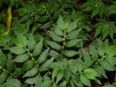 Elatostema parvum, photographed by Jacy Chen