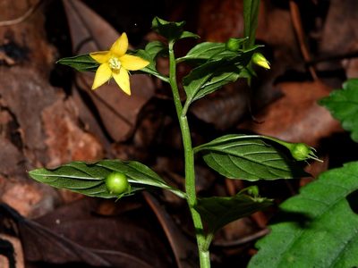 Lysimachia capillipes, photographed by Jacy Chen