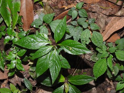 Lysimachia ardisioides, photographed by Jacy Chen