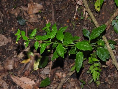 Lysimachia capillipes, photographed by Jacy Chen