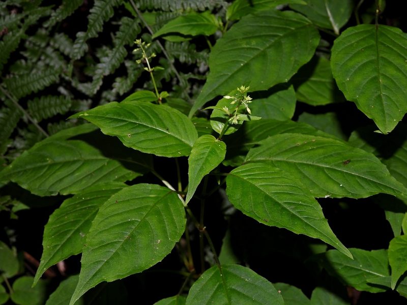 Circaea erubescens, photographed by Jacy Chen