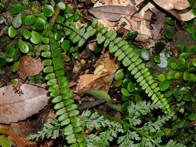 Asplenium tripteropus, photographed by Jacy Chen