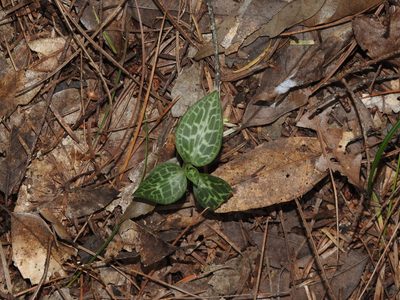 Goodyera schlechtendaliana, photographed by Jacy Chen