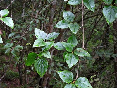 Rhododendron mariesii, photographed by Jacy Chen