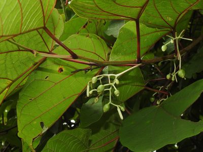 Alangium chinense, photographed by Jacy Chen