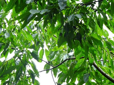 Diospyros japonica, photographed by Jacy Chen
