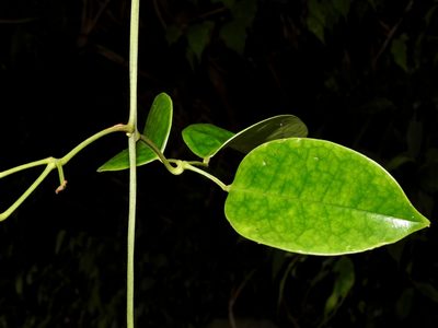 Jasminum lanceolarium, photographed by Jacy Chen