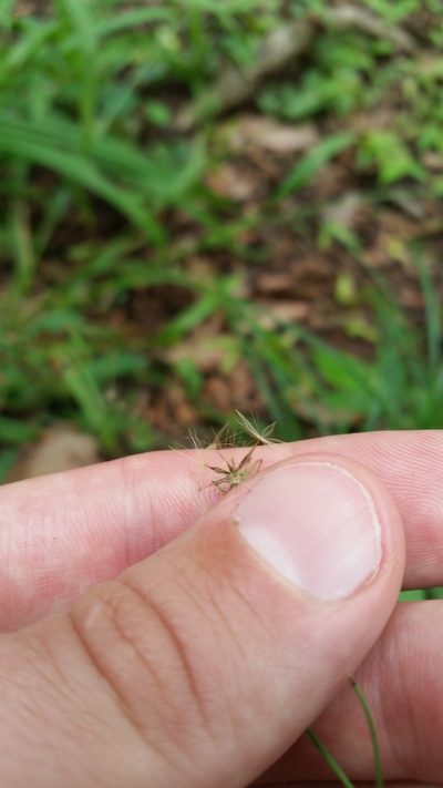 Ixeridium dentatum, photographed by Daniel J. Layton