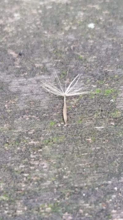 Ixeridium dentatum, photographed by Daniel J. Layton