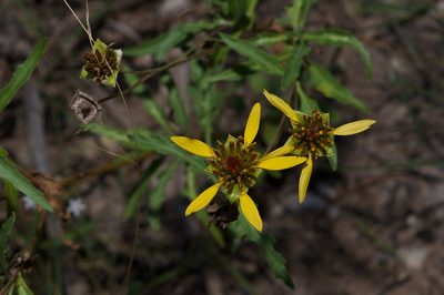 Tetragonotheca texana, photographed by Michelle W. （鍾偉瑋）