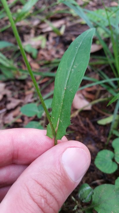 Ixeridium dentatum, photographed by Daniel J. Layton