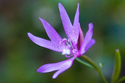 Clarkia biloba, photographed by Ken-ichi Ueda