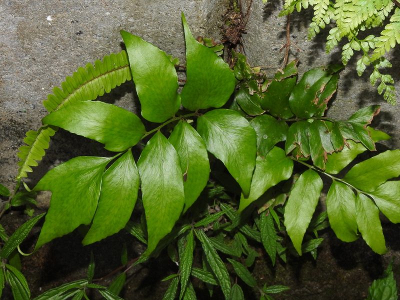 Cyrtomium macrophyllum, photographed by Jacy Chen