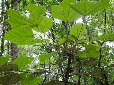 Sinopanax formosanus, photographed by Jacy Chen