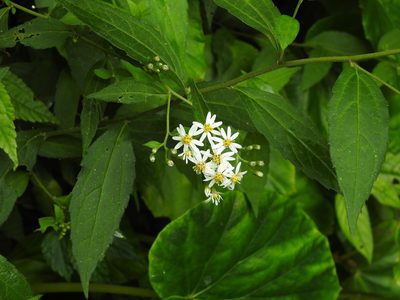 Aster ageratoides, photographed by Jacy Chen