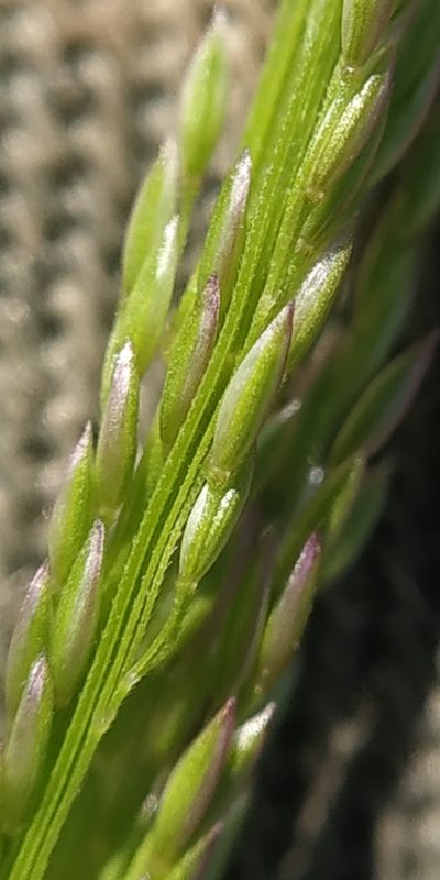Agrostis clavata, photographed by Yurii Basov